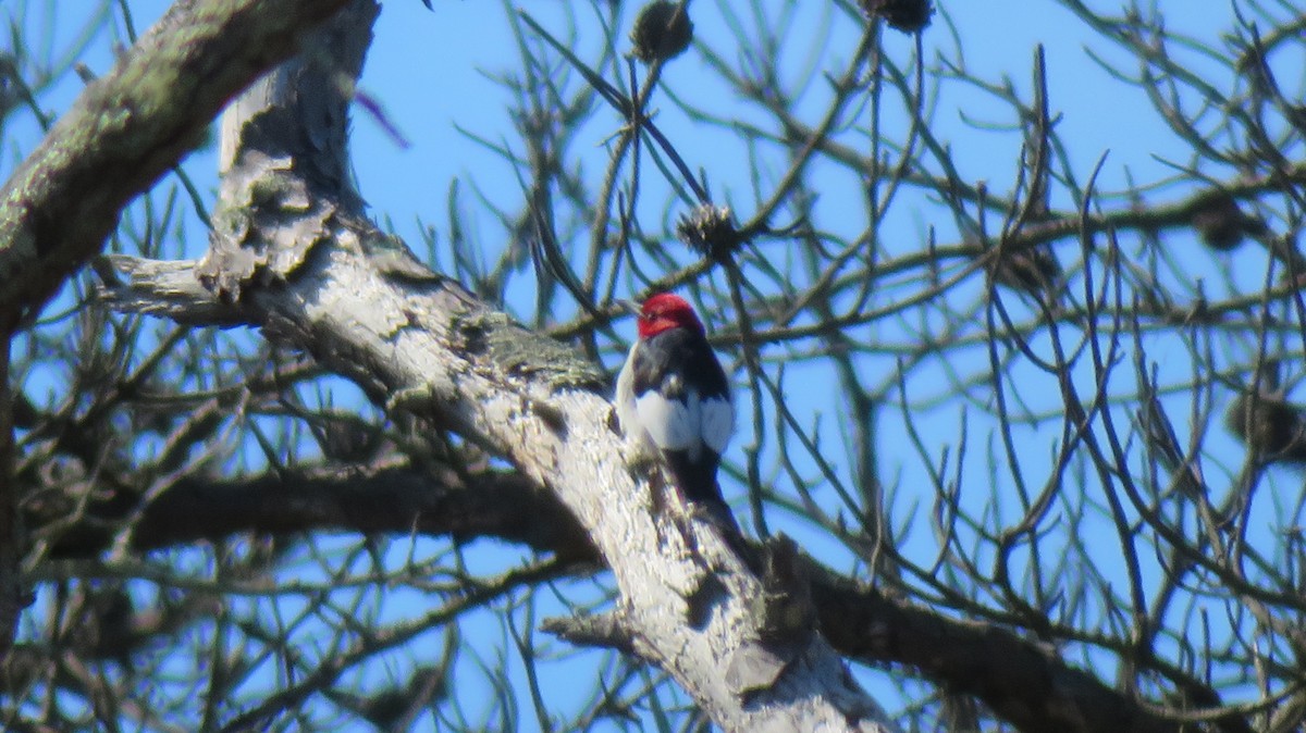 Red-headed Woodpecker - ML616706280