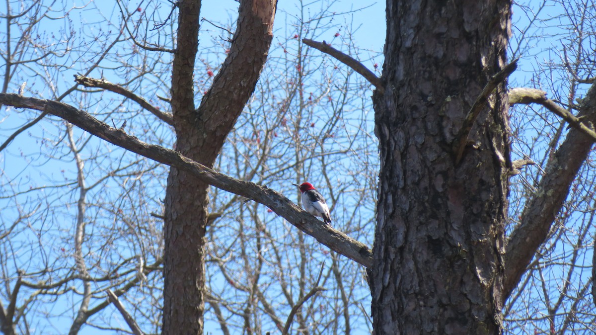 Red-headed Woodpecker - ML616706281