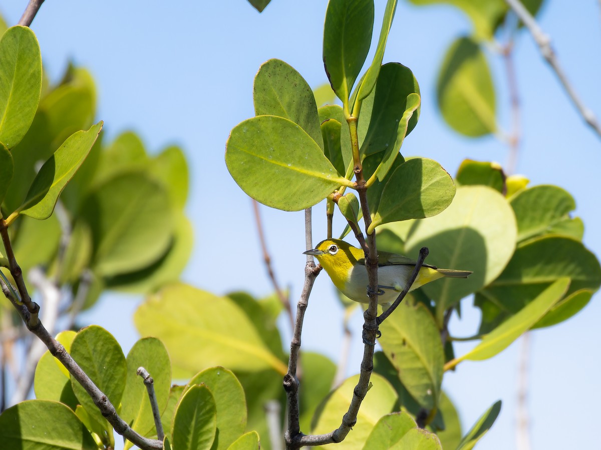 Lowland White-eye - ML616706291