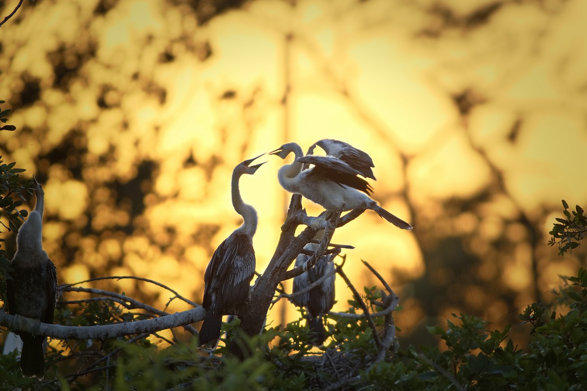 anhinga americká - ML616706326