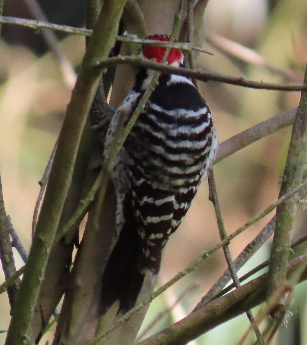 Nuttall's Woodpecker - ML616706330