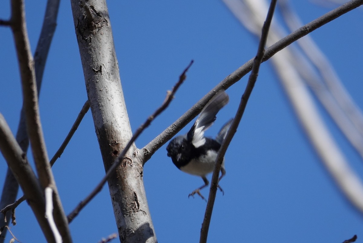 Black-throated Blue Warbler - Terry Pollock