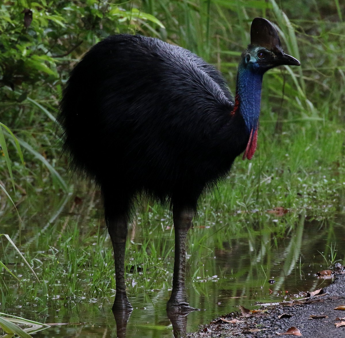 Southern Cassowary - ML616706356