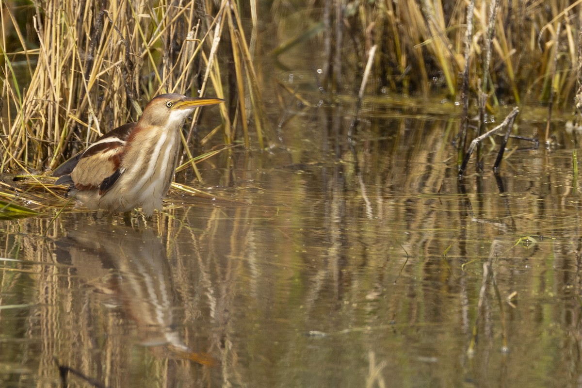 Least Bittern - ML616706390