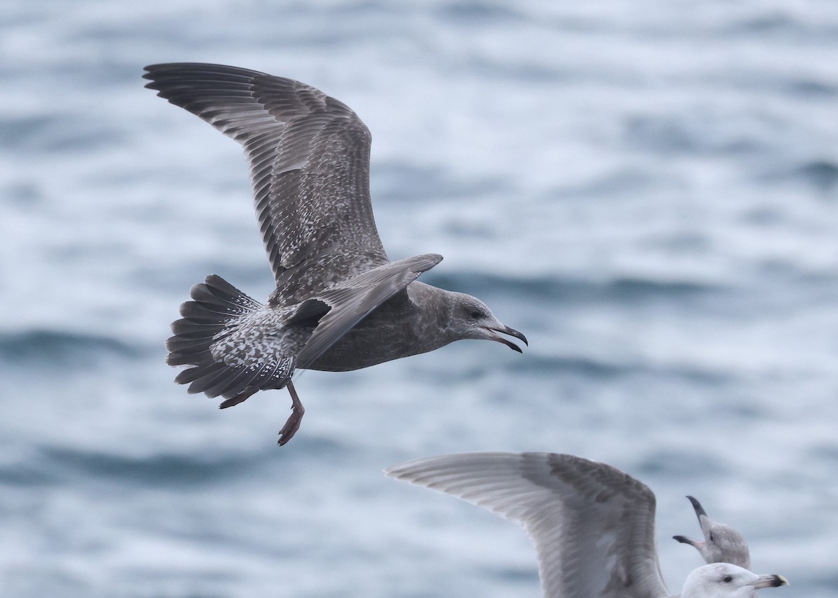 Herring Gull (American) - ML616706407