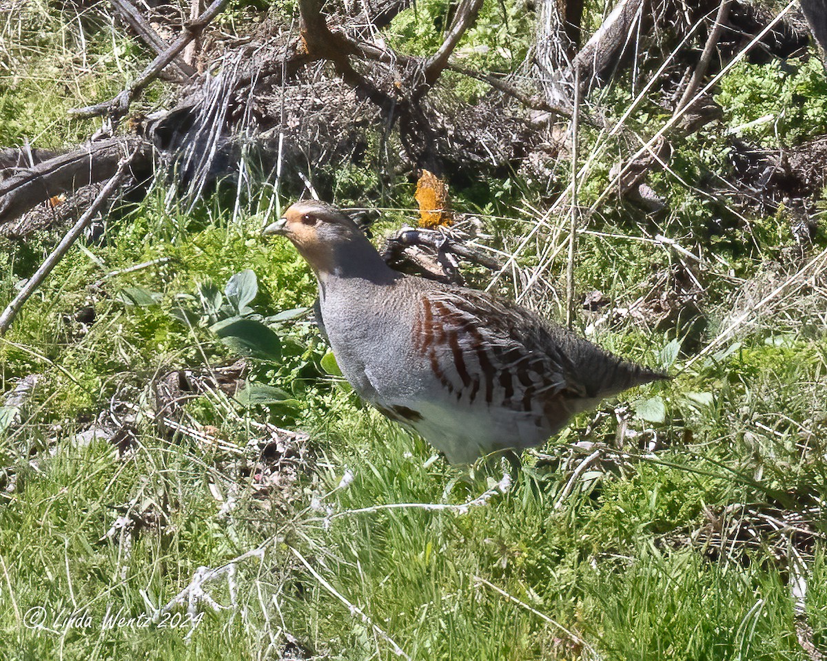 Gray Partridge - ML616706434