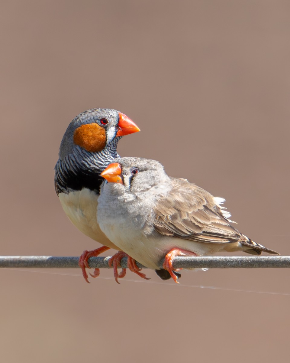 Zebra Finch - ML616706440