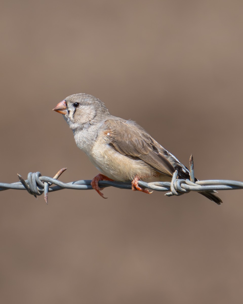 Zebra Finch - ML616706441