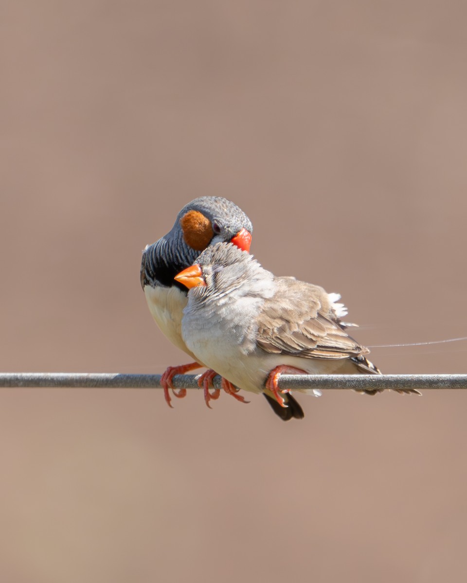 Zebra Finch - ML616706442