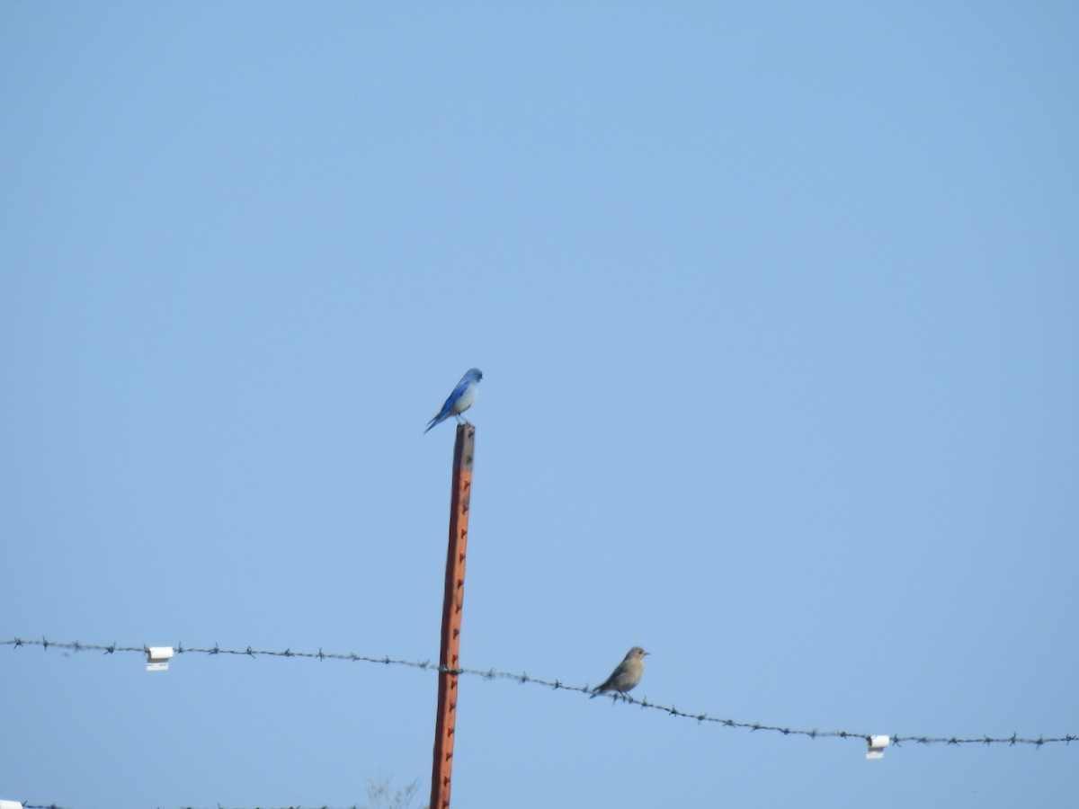 Mountain Bluebird - ML616706452