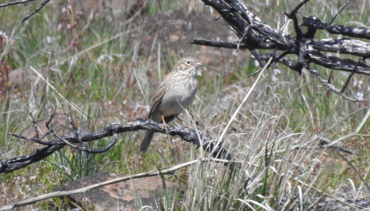 Vesper Sparrow - ML616706461