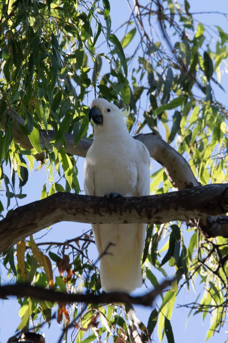 Sulphur-crested Cockatoo - ML616706464