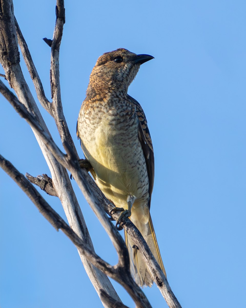 Spotted Bowerbird - ML616706466