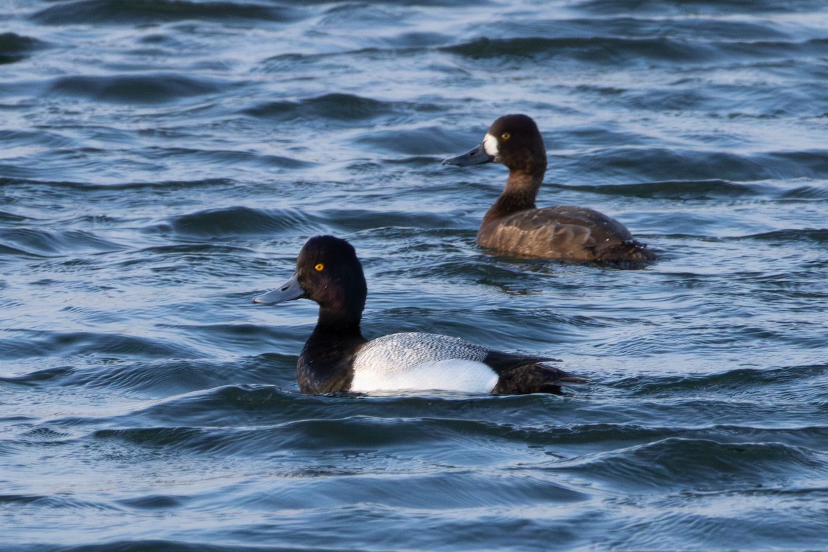 Lesser Scaup - Tobin Brown