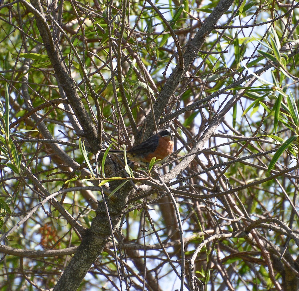 Black-and-rufous Warbling Finch - ML616706490