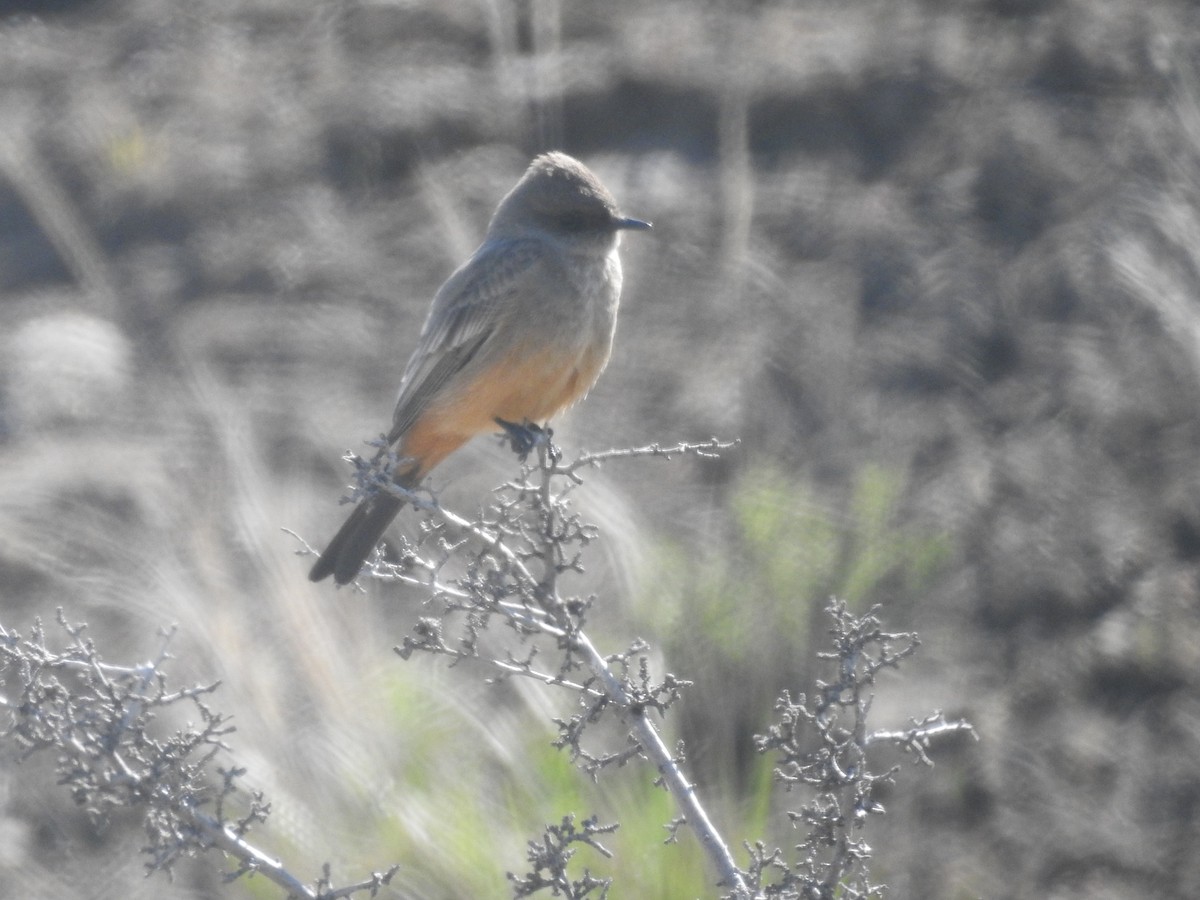 Say's Phoebe - Victoria Chaussee