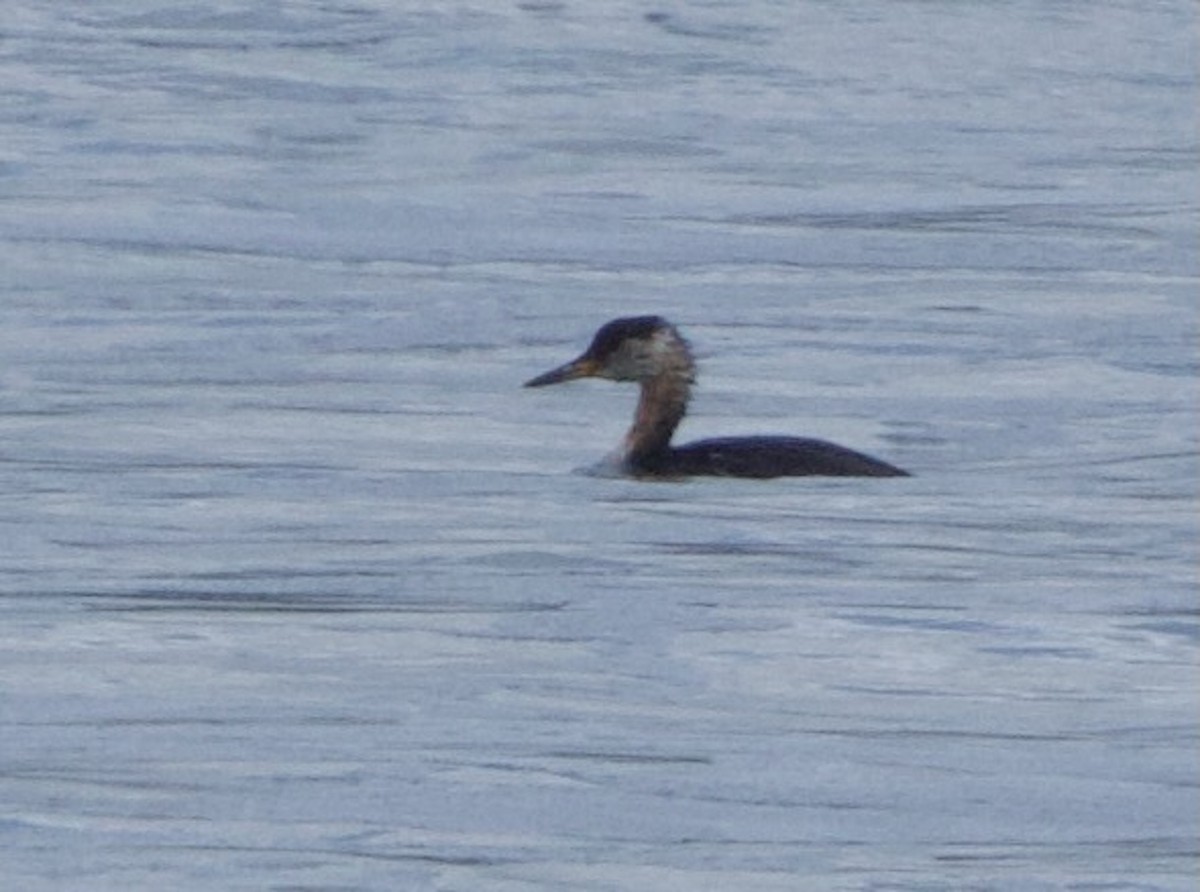 Red-necked Grebe - ML616706501