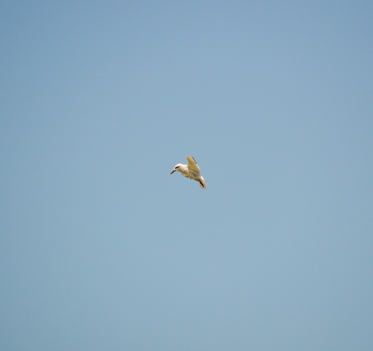 Snowy-crowned Tern - ML616706541
