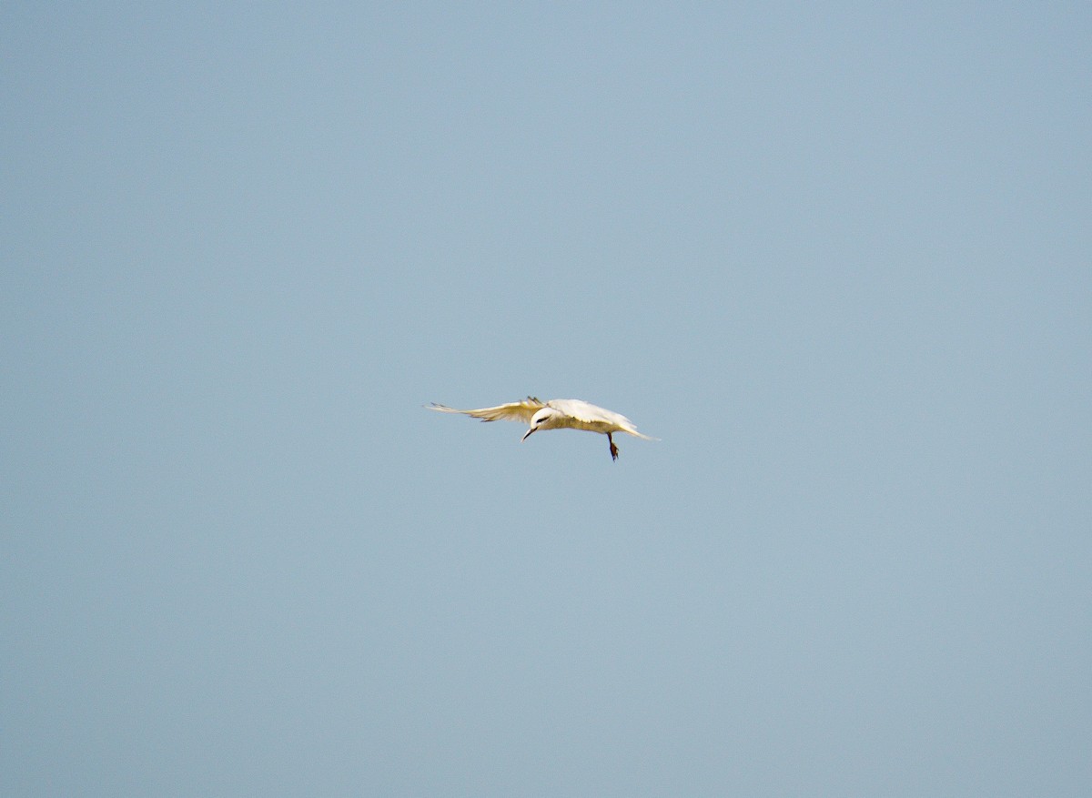 Snowy-crowned Tern - ML616706542