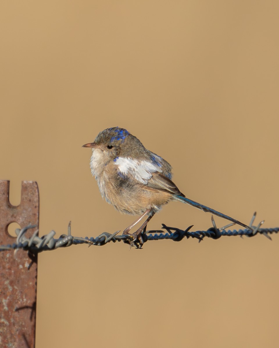 White-winged Fairywren - ML616706544