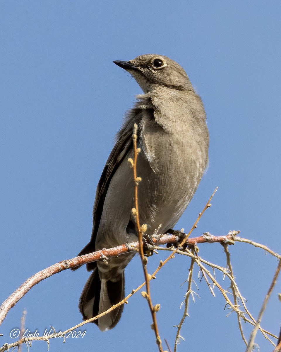 Townsend's Solitaire - ML616706551