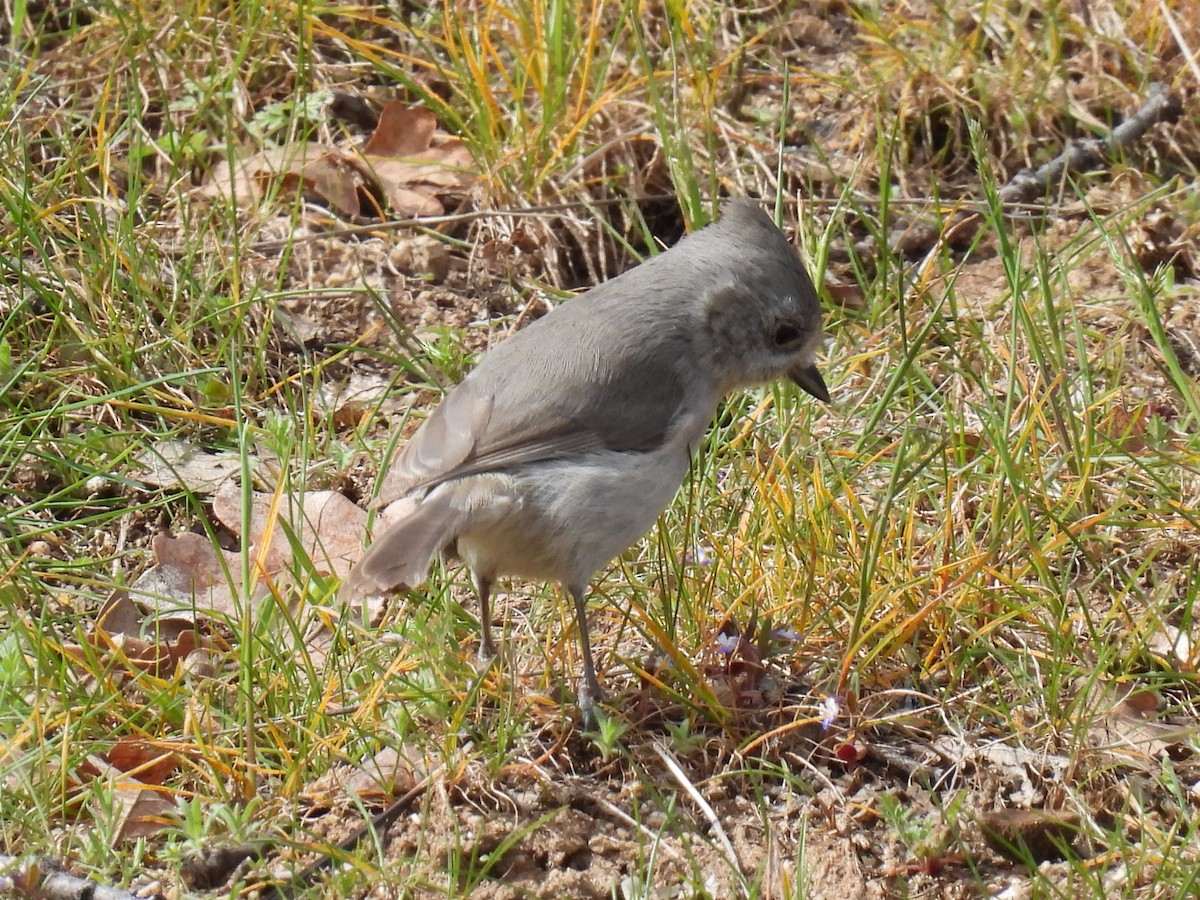 Oak Titmouse - Tina Toth