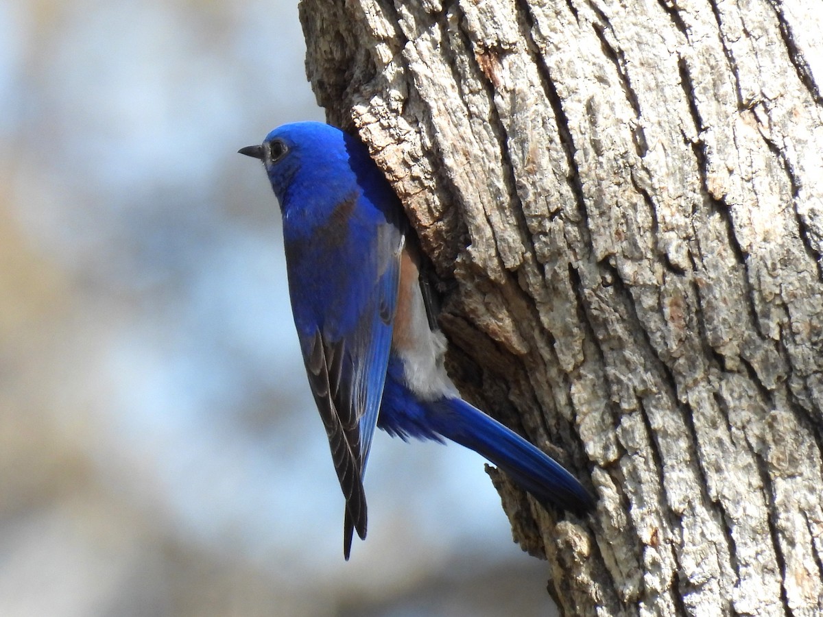 Western Bluebird - Tina Toth