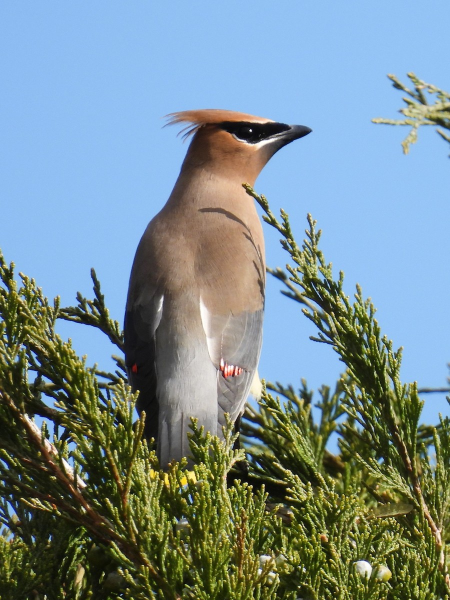 Cedar Waxwing - ML616706605