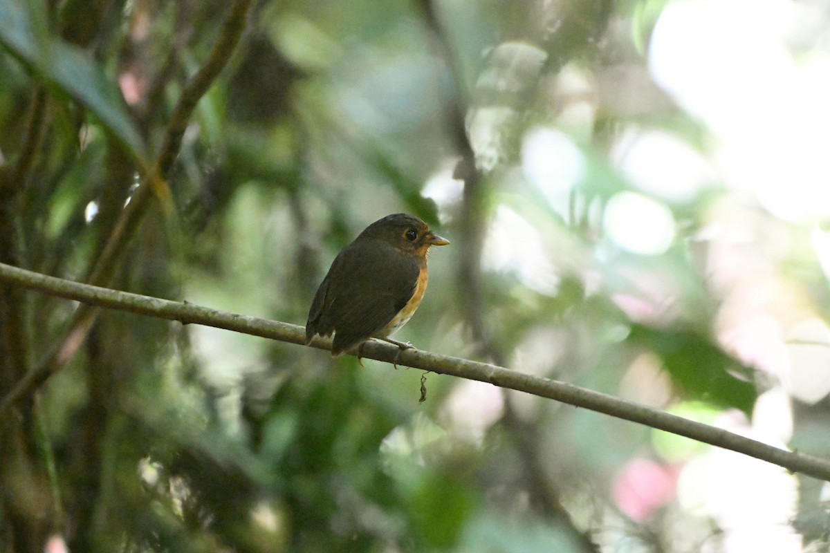 Ochre-breasted Antpitta - ML616706608