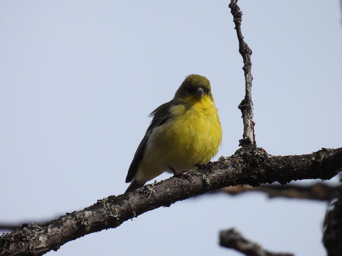 Lesser Goldfinch - ML616706609