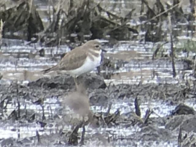 Double-banded Plover - ML616706623