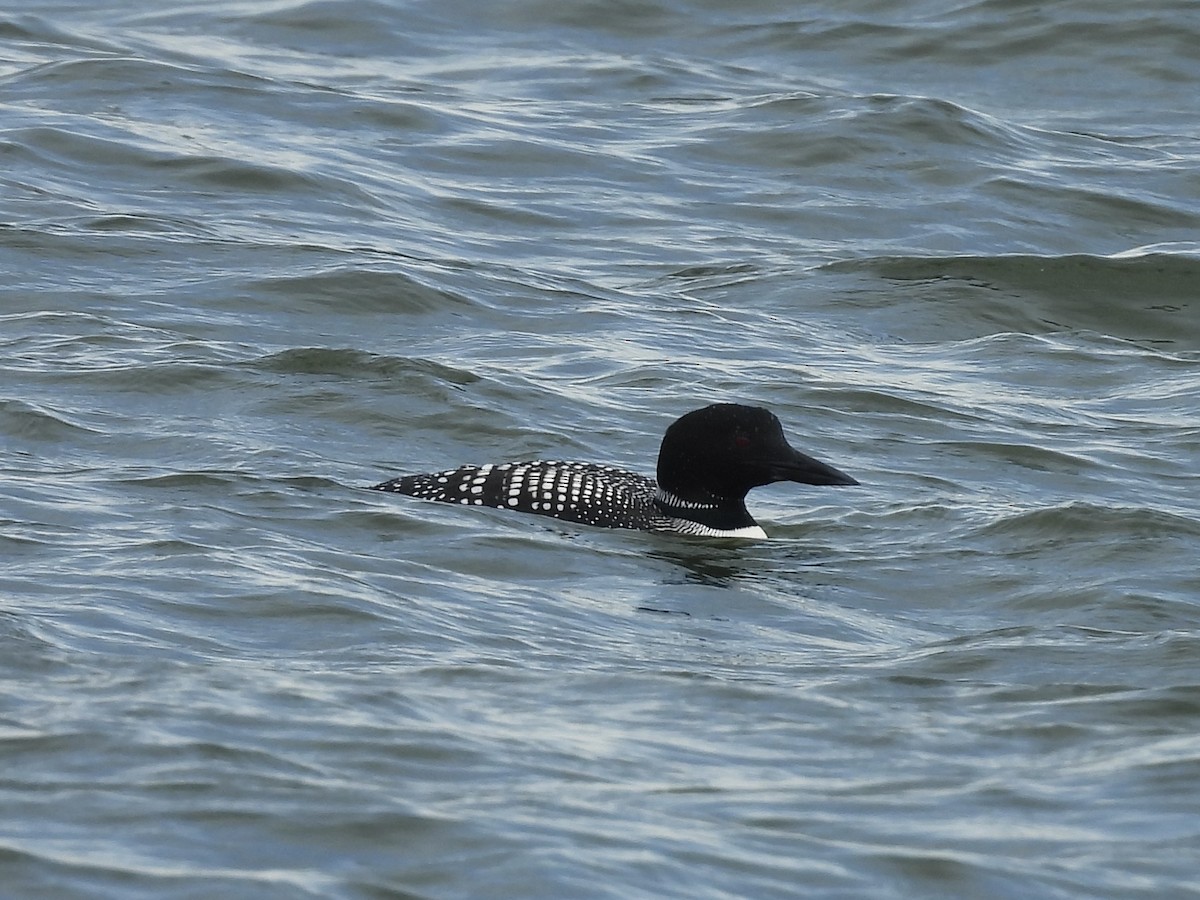 Plongeon huard - ML616706645