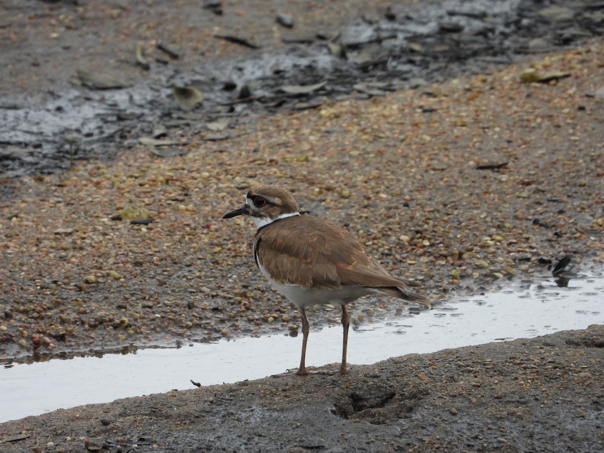 Killdeer - ML616706674