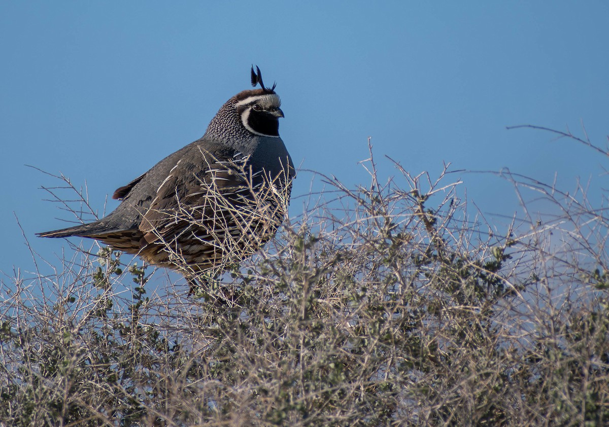 California Quail - ML616706675