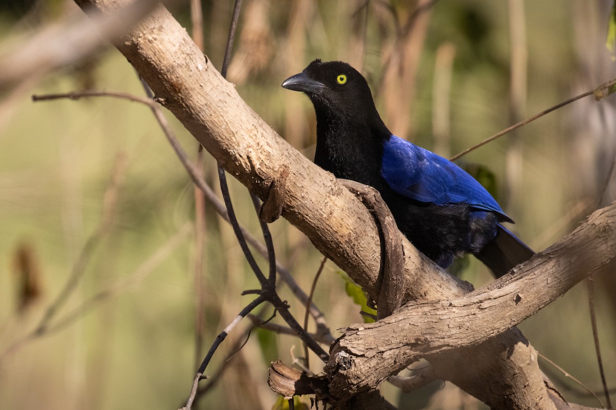 Purplish-backed Jay - ML616706683