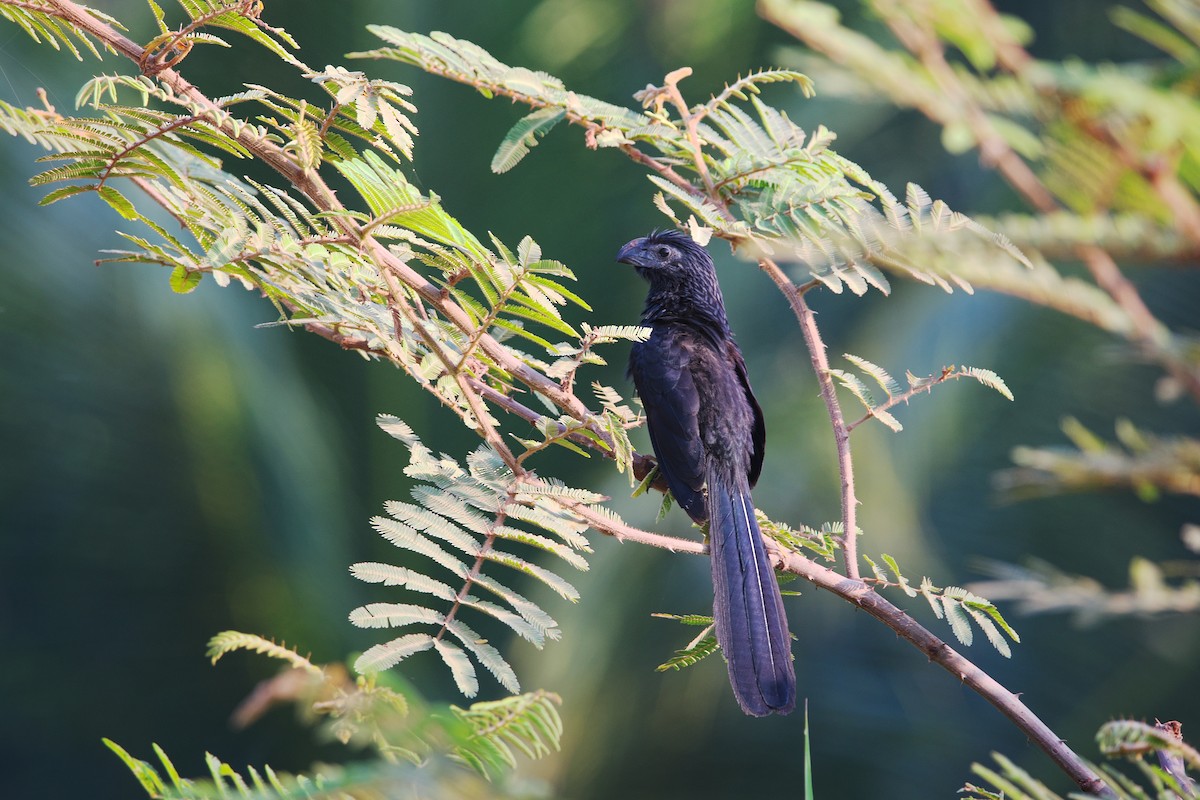 Groove-billed Ani - ML616706711