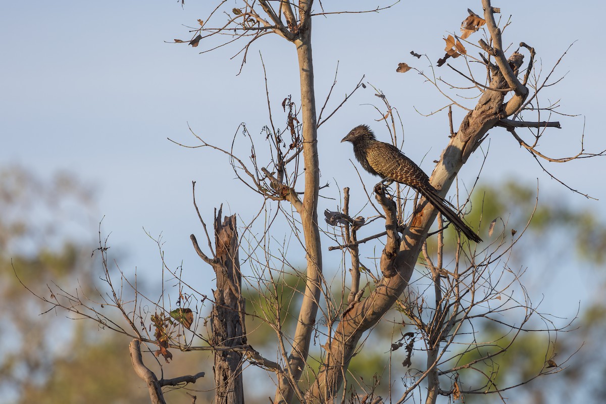 Pheasant Coucal - ML616706725