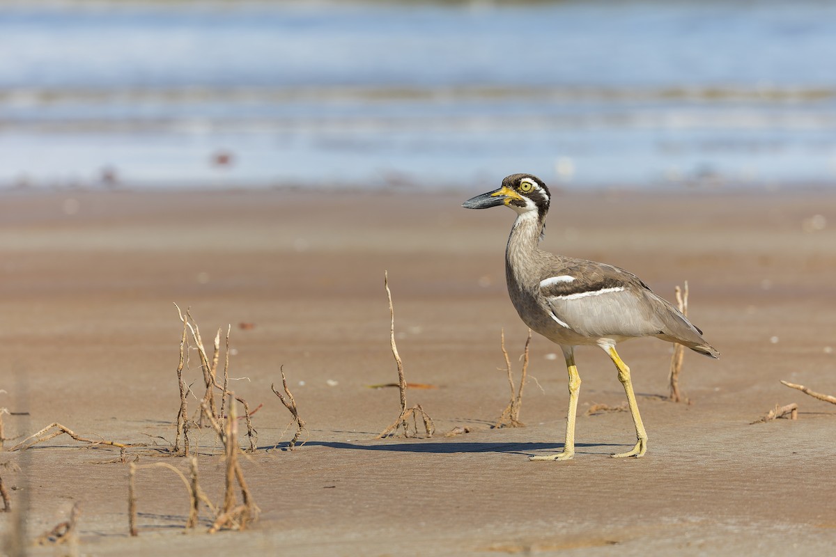 Beach Thick-knee - ML616706734