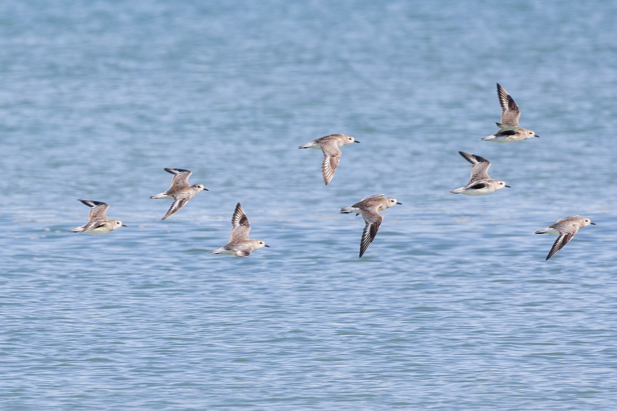 Black-bellied Plover - ML616706738