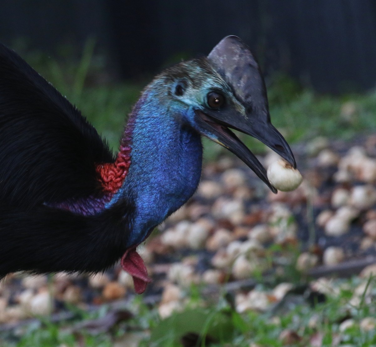 Southern Cassowary - Jeff Larson