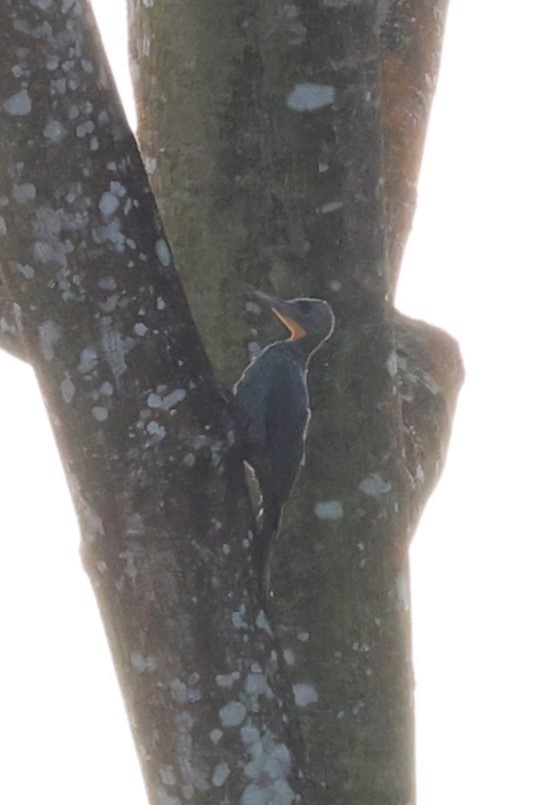 Great Slaty Woodpecker - ML616706755