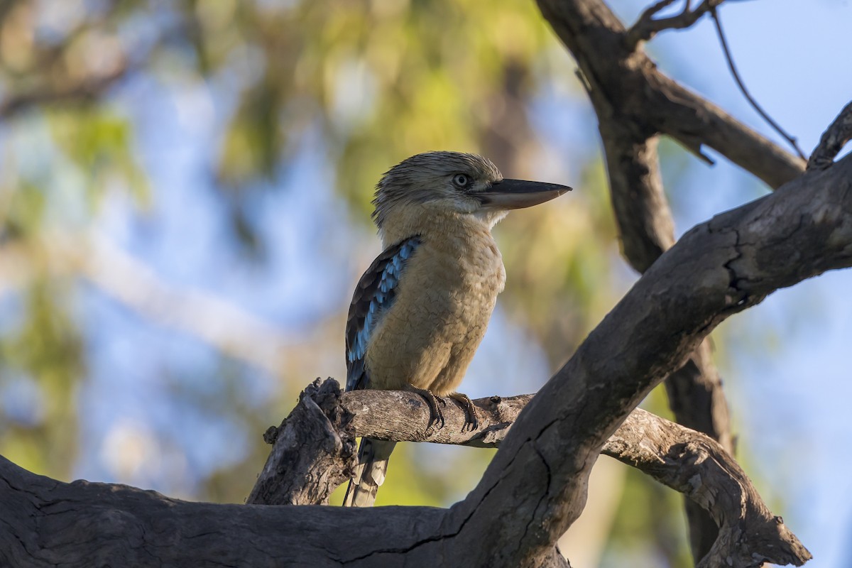 Blue-winged Kookaburra - ML616706771