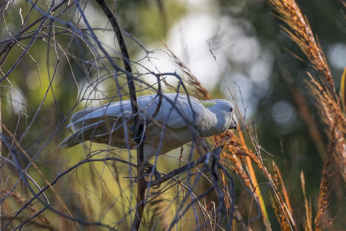 Sulphur-crested Cockatoo - ML616706797