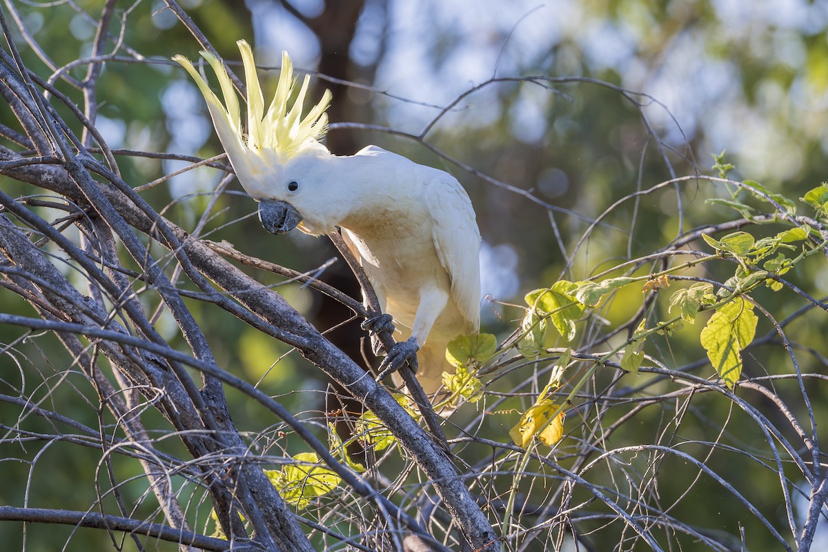 Sulphur-crested Cockatoo - ML616706799