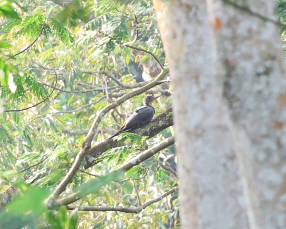 Great Slaty Woodpecker - ML616706800