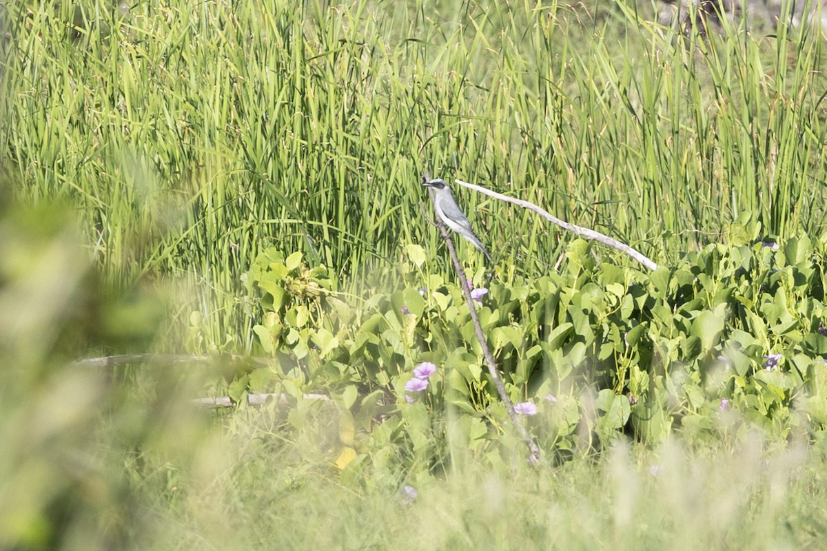 Black-faced Cuckooshrike - ML616706814