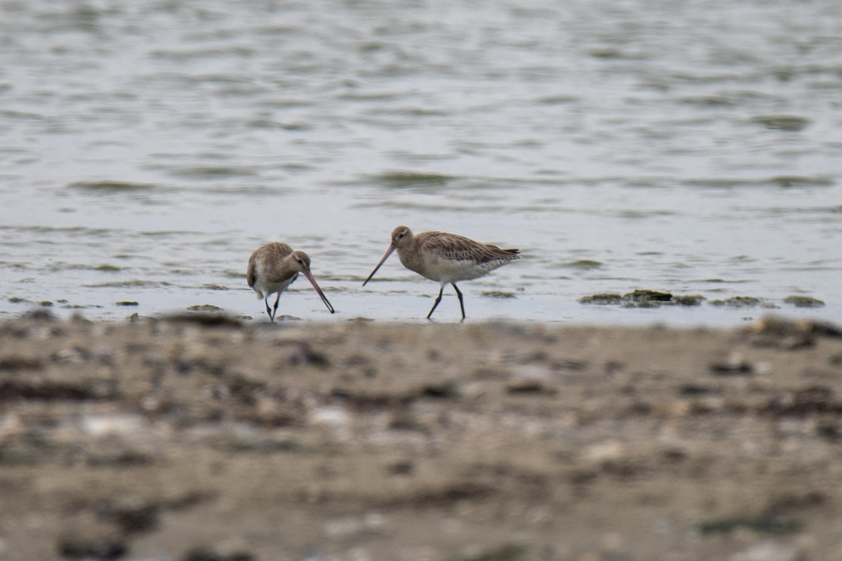 Bar-tailed Godwit - Andy&Meg Crawford