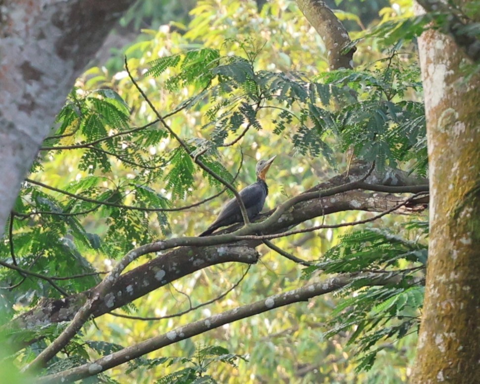Great Slaty Woodpecker - ML616706842