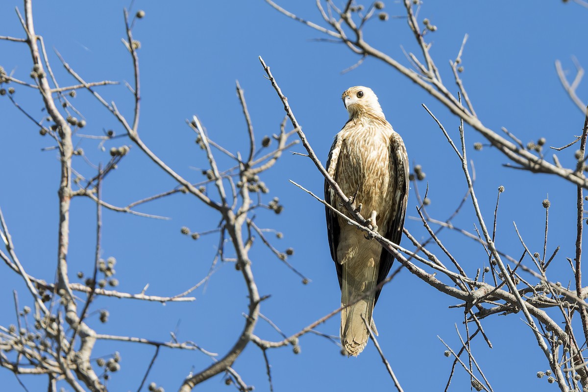 Whistling Kite - ML616706845