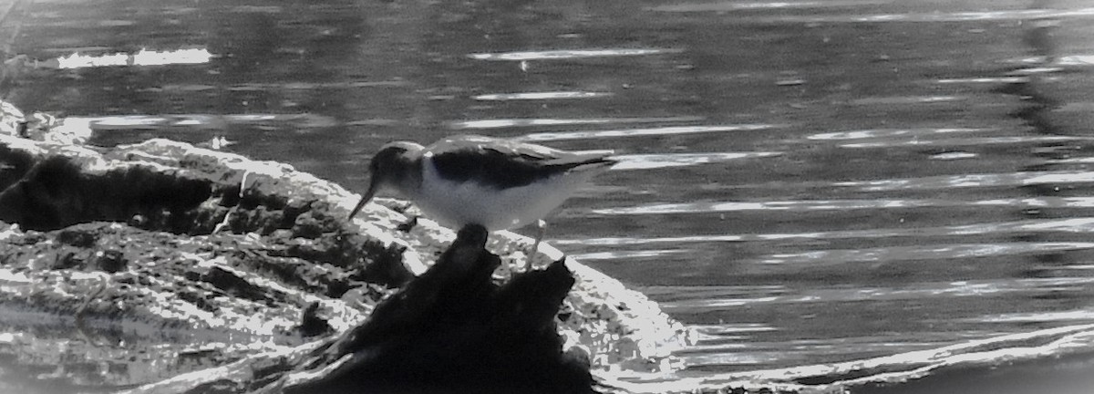 Spotted Sandpiper - ML616706862